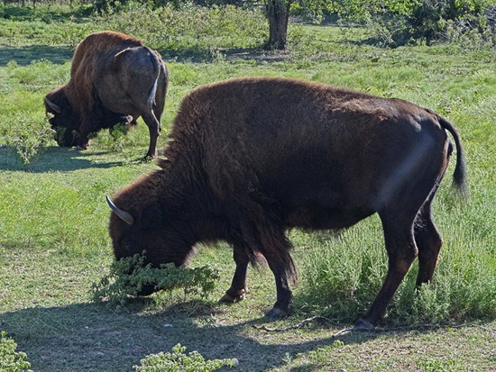 56 The Bison of the Chickasaw State Park