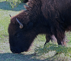 57 The Bison of the Chickasaw State Park