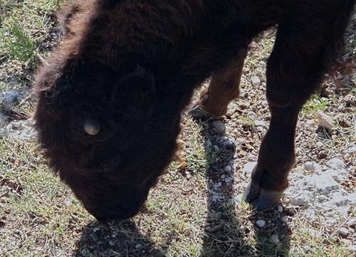 59 The Bison of the Chickasaw State Park