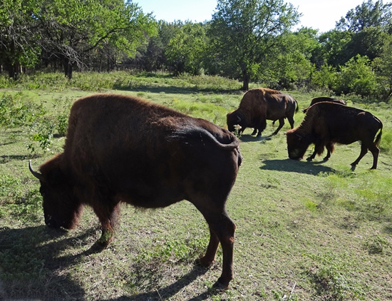 60 The Bison of the Chickasaw State Park