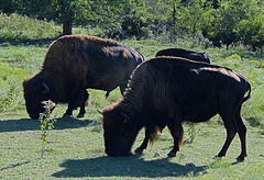 61 The Bison of the Chickasaw State Park