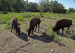 62 The Bison of the Chickasaw State Park