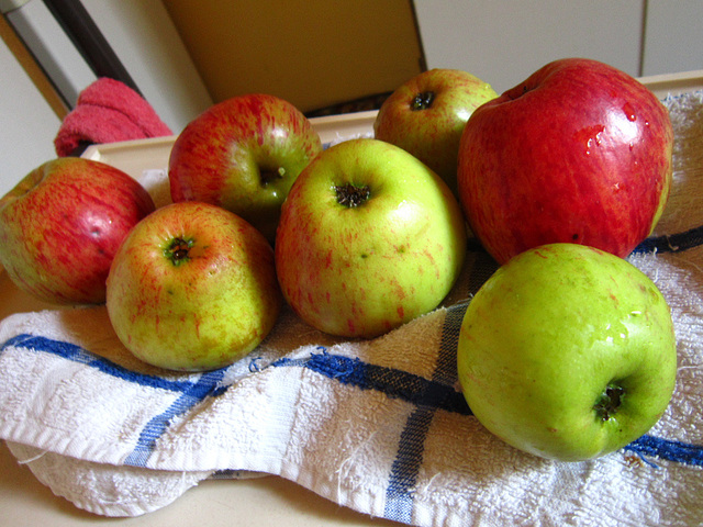 Just some of the fruit gathered