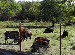 63 The Bison of the Chickasaw State Park