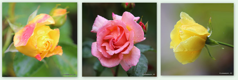 Courtyard Roses in the Rain