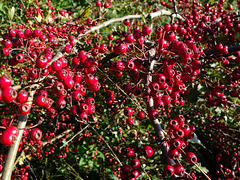 Hawthorn berries.