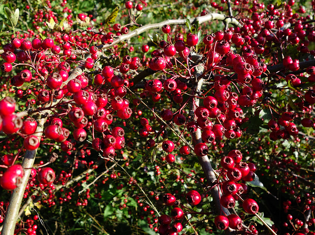 Hawthorn berries.