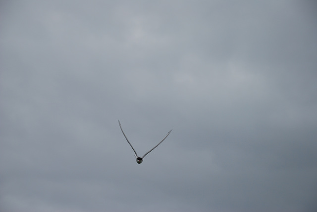 Arctic Tern