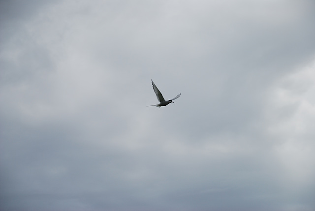 Arctic Tern