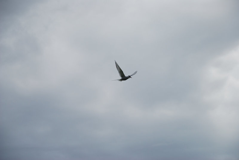 Arctic Tern