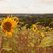 Sunflowers on the hill above Belpech