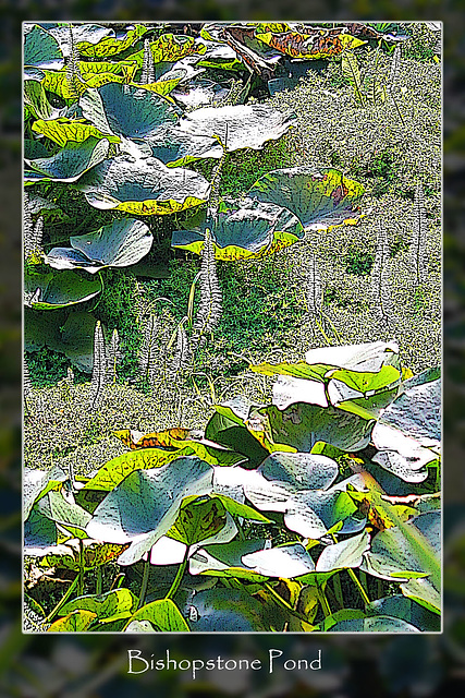 Bishopstone Pond - another impression - 16.9.2013