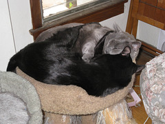 Zach & Oz 3894a
