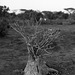 Ethiopia 2005/6