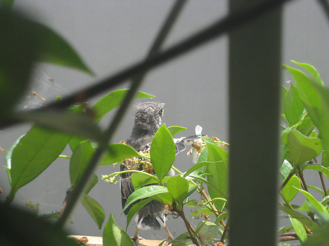 fledgling 2926