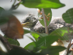 fledgling 2925