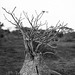 Ethiopia 2005/6