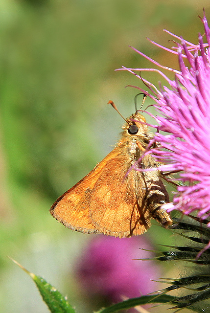 Woodland Skipper