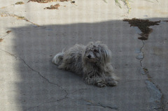 dog story 1360a