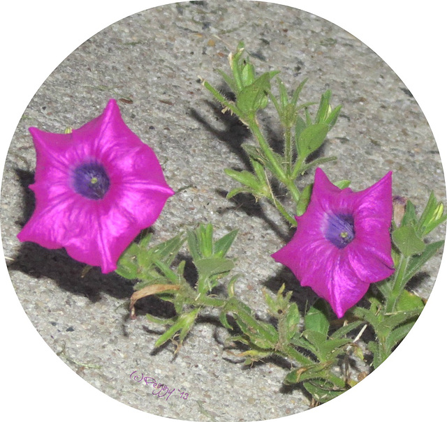 Twin Petunias..