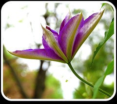 Clematis