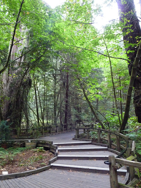 Muir Woods