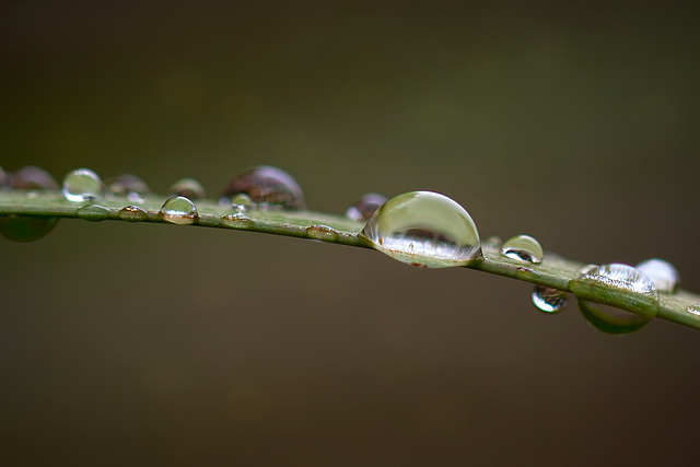 Side View of Droplets on a Wild Iris Leaf (with 5 inset images!)