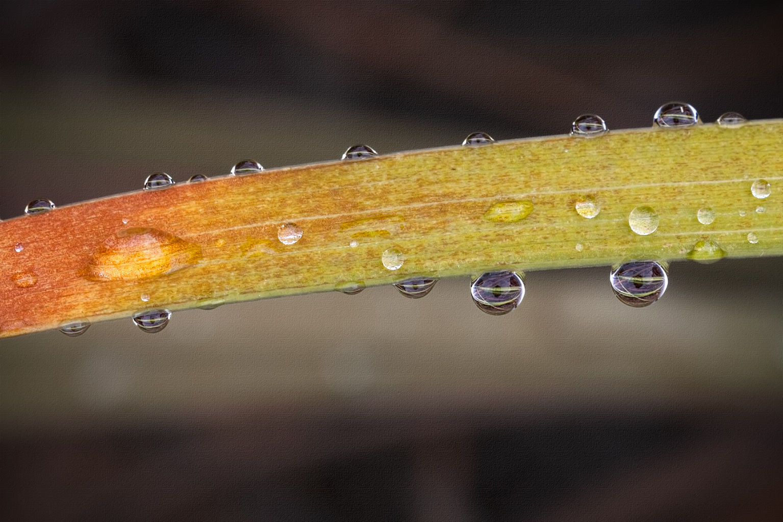 265/365: "Go and walk with Nature; thou will find, Full many a gem in her enchanted cup." ~ Isaac McLellan