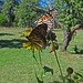 Two Monarch butterflies (Danaus plexippus) 30-9-2013