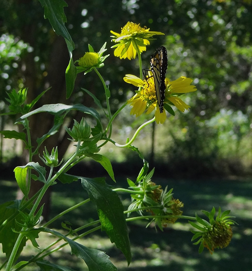 186 Monarch butterfly (Danaus plexippus) 30-9-2013