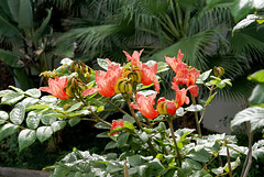 Funchal. Afrikanische Tulpenbaum (Spathodea campanulata)  ©UdoSm