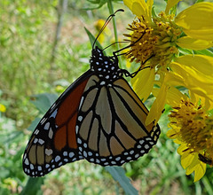 189 Monarch butterfly (Danaus plexippus) 30-9-2013