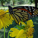 192 Monarch butterfly (Danaus plexippus) 30-9-2013