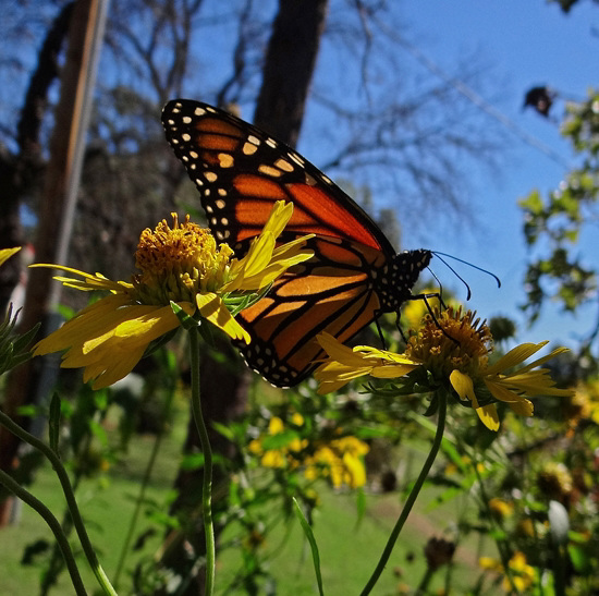 194 Monarch butterfly (Danaus plexippus) 30-9-2013