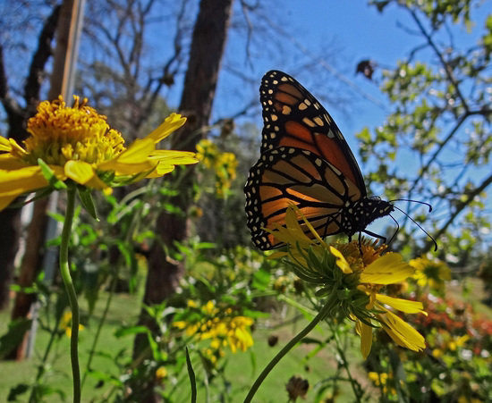 195 Monarch butterfly (Danaus plexippus) 30-9-2013 195 Monarch butterfly (Danaus plexippus) 30-9-2013