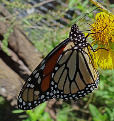 199 Monarch butterfly (Danaus plexippus) 30-9-2013