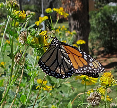200 Monarch butterfly (Danaus plexippus) 30-9-2013