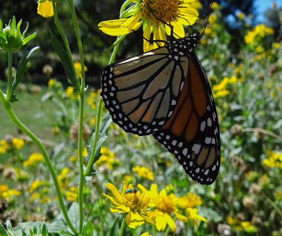 201 Monarch butterfly (Danaus plexippus) 30-9-2013