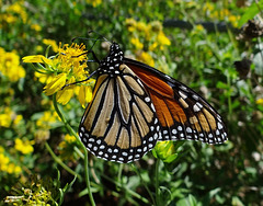 Monarch butterfly (Danaus plexippus) 30-9-2013