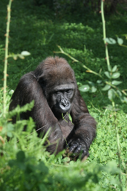 Gorillas im Grünen - Tuana (Wilhelma)