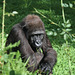 Gorillas im Grünen - Tuana (Wilhelma)
