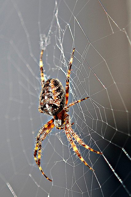 Spinne am Abend....