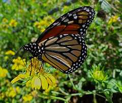 205 Monarch butterfly (Danaus plexippus) 30-9-2013