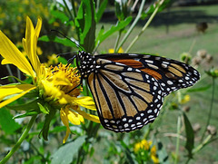 1 Monarch butterfly (Danaus plexippus) 1-10-2013