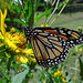 1 Monarch butterfly (Danaus plexippus) 1-10-2013