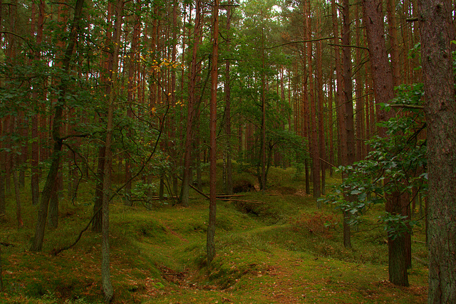 Une forêt enchantée ,il me semble voir sortir des petits lutins