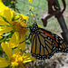 2 Monarch butterfly (Danaus plexippus) 1-10-2013