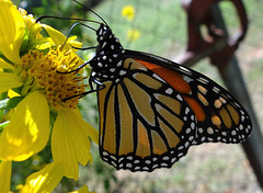 3 Monarch butterfly (Danaus plexippus) 1-10-2013