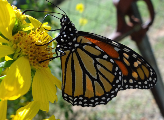 3 Monarch butterfly (Danaus plexippus) 1-10-2013