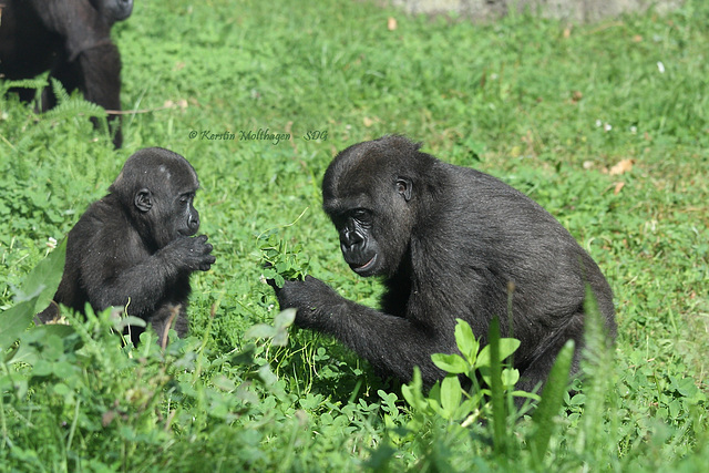 Gorillas im Grünen - Milele und Mawenzi (Wilhelma)
